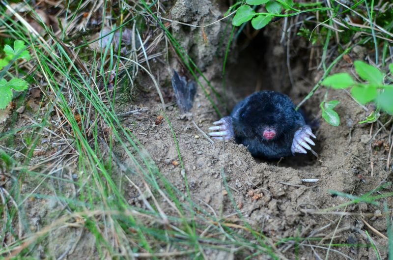 Mole Trapping