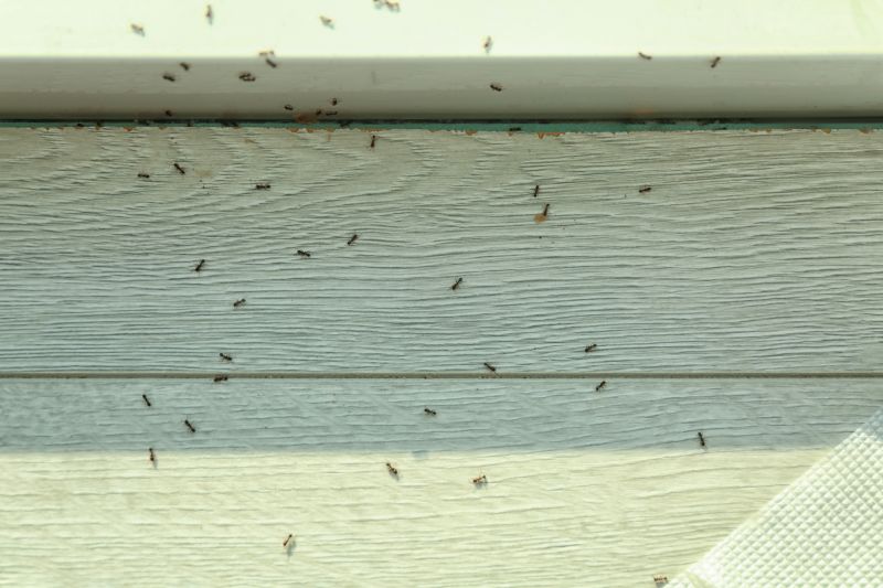 Ant Control Service in New Braunfels, TX