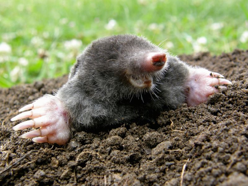 Signs of Mole Activity