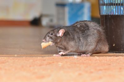 Rodent Control Solutions For Homes