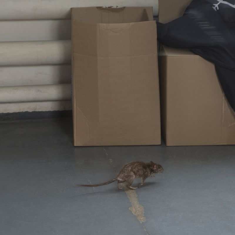 Signs You Have A Rodent Infestation On Your Property