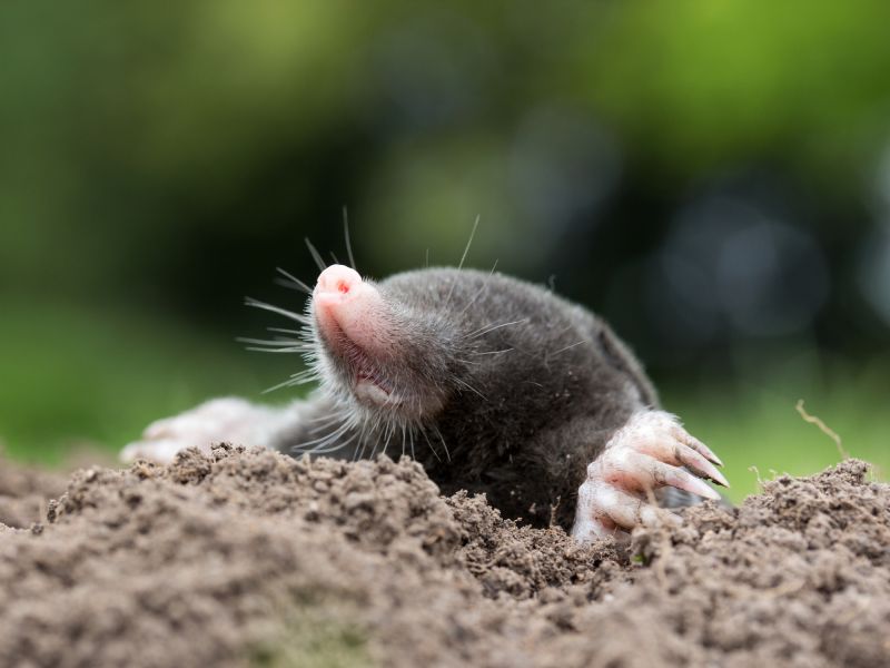 Seasonal Timing for Mole Trapping