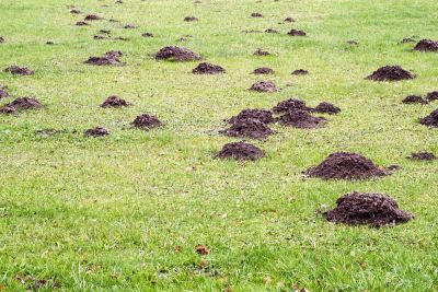 Prevent Yard Destruction