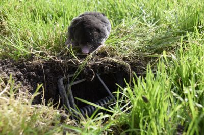 Use Underground Traps to Catch and Contain Moles
