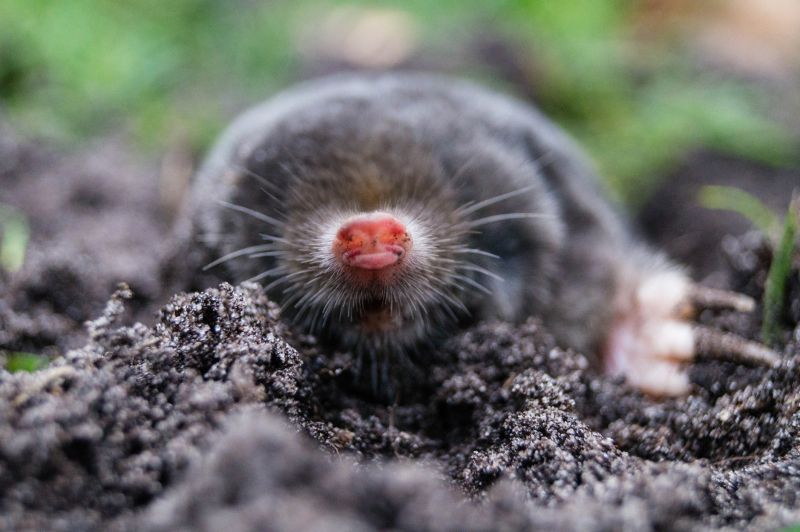 Mole Trapping Methods and Tips
