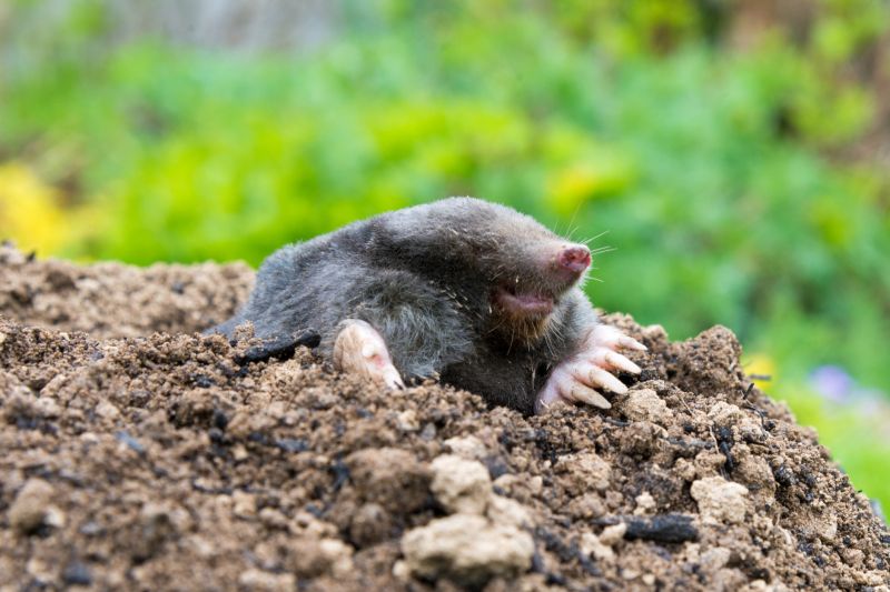 Top Mole Trapping Solutions and Deals